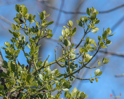 American Mistletoe or Eastern Mistletoe (Phoradendron leucarpum) (DFL0935)