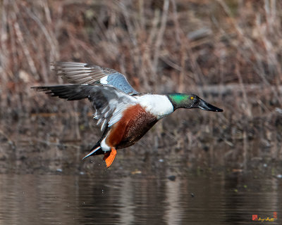 Male Northern Shoveler Coming in for a Landing (Anas clypeata) (DWF0183)