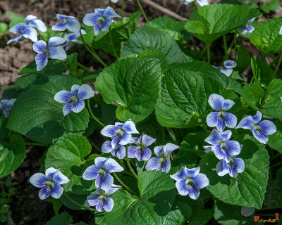 Common Blue Violets, Confederate Violet Form (Viola sororia fo. priceana) (DFL0943)