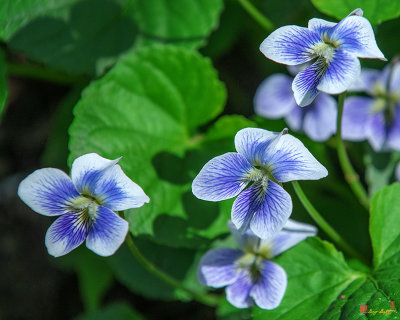 Common Blue Violets, Confederate Violet Form (Viola sororia fo. priceana) (DFL0944)