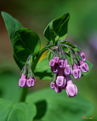 Pink Virginia Bluebells or Virginia Cowslip (Mertensia virginica) (DFL0945)