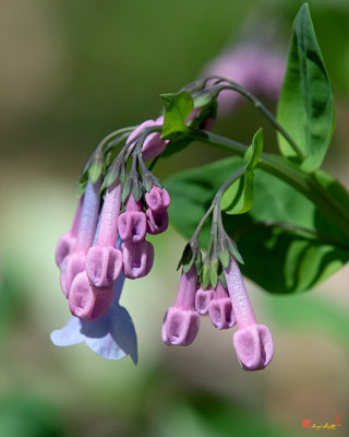 Pink Virginia Bluebells or Virginia Cowslip (Mertensia virginica) (DFL0946)