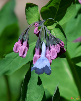 Pink Virginia Bluebells or Virginia Cowslip (Mertensia virginica) (DFL0947)