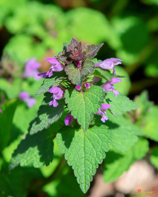 Purple Dead-nettle or Red Dead-nettle (Lamium purpureum) (DFL0960)