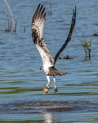 Osprey Snatching a Fish (Pandion haliaetus) (DRB0263)
