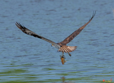 Osprey Carrying a Fish (Pandion haliaetus) (DRB0264)