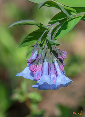 Pink Virginia Bluebells or Virginia Cowslip (Mertensia virginica) (DFL0963)