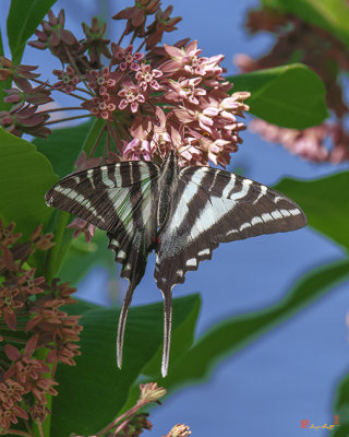 Zebra Swallowtail (Eurytides marcellus) (DIN0242)