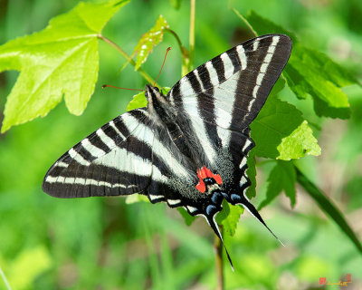 Zebra Swallowtail (Eurytides marcellus) (DIN0279)