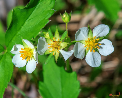 Wild Strawberry or Virginia Strawberry (Fragaria virginiana) (DFL0967)