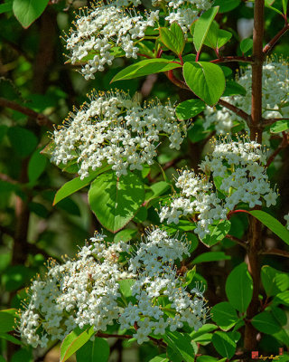 Blackhaw, Smooth Blackhaw, Stagbush or Sweethaw (Viburnum prunifolium) (DSPF0027)