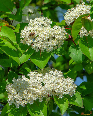 Blackhaw, Smooth Blackhaw, Stagbush or Sweethaw (Viburnum prunifolium) (DSPF0028)