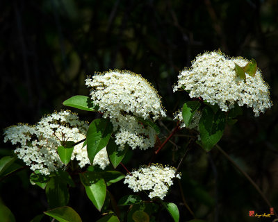 Blackhaw, Smooth Blackhaw, Stagbush or Sweethaw (Viburnum prunifolium) (DSPF0177)