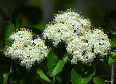 Blackhaw, Smooth Blackhaw, Stagbush or Sweethaw (Viburnum prunifolium) (DSPF0179)