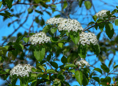 Blackhaw, Smooth Blackhaw, Stagbush or Sweethaw (Viburnum prunifolium) (DFL0969)