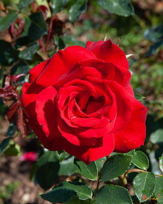 Hybrid Tea Rose (Rosa x hybrida) (DTHN0270)