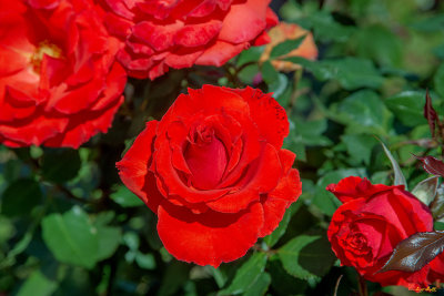 Hybrid Tea Rose (Rosa x hybrida) (DTHN0271)