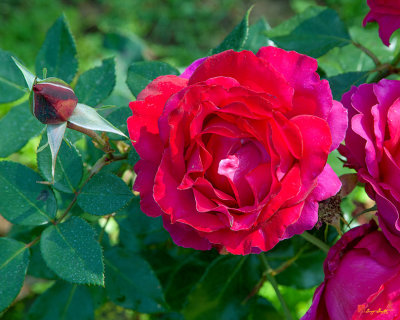 Hybrid Tea Rose (Rosa x hybrida) (DTHN0272)