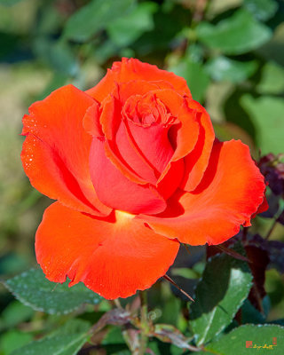 Hybrid Tea Rose (Rosa x hybrida) (DTHN0273)