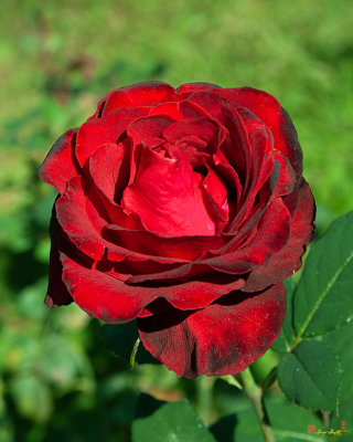 Hybrid Tea Rose (Rosa x hybrida) (DTHN0274)