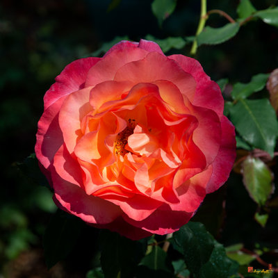 Hybrid Tea Rose (Rosa x hybrida) (DTHN0275)