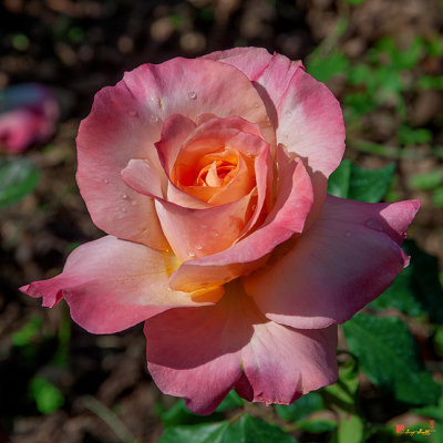 Hybrid Tea Rose (Rosa x hybrida) (DTHN0276)