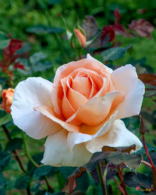 Hybrid Tea Rose (Rosa x hybrida) (DTHN0277)