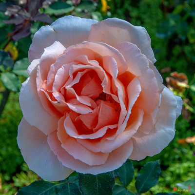 Hybrid Tea Rose (Rosa x hybrida) (DTHN0278)