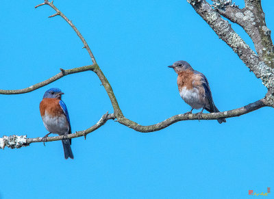 Eastern Bluebird Pair (Sialia sialis) (DSB0345)