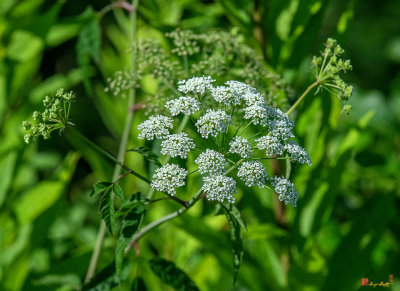 Spotted Water Hemlock, Spotted Parsley, Spotted Cowbane, or Suicide Root (Cicuta maculata) (DFL0972)
