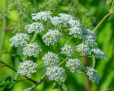 Spotted Water Hemlock, Spotted Parsley, Spotted Cowbane, or Suicide Root (Cicuta maculata) (DFL0973)