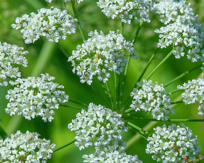 Spotted Water Hemlock, Spotted Parsley, Spotted Cowbane, or Suicide Root (Cicuta maculata) (DFL0974)