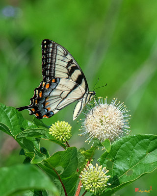 Eastern Tiger Swallowtail (Papilio glaucus) (DIN0282)