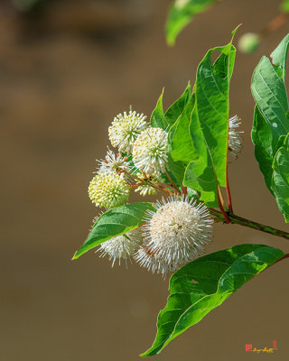 Common Buttonbush, Buttonbush, Button-willow or Honey-bells (Cephalanthus occidentalis) (DFL0980)