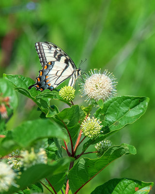 Common Buttonbush, Buttonbush, Button-willow or Honey-bells (Cephalanthus occidentalis) (DFL0981)