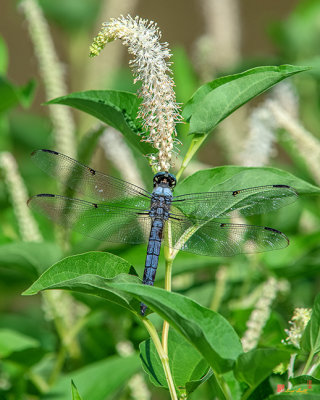 Great Blue Skimmer Dragonfly (Libellula vibrans) (DIN0283)