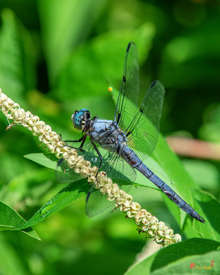 Great Blue Skimmer Dragonfly (Libellula vibrans) (DIN0284)