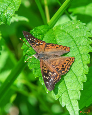 Hackberry Emperor Butterfly (Asterocampa celtis) (DIN0285)
