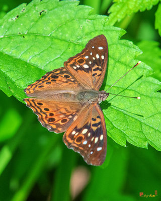 Hackberry Emperor Butterfly (Asterocampa celtis) (DIN0286)