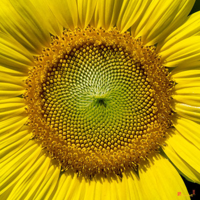 Common Sunflower Patterns in the Capitulum or Pseudanthium (Helianthus annuus) (DFL0983)
