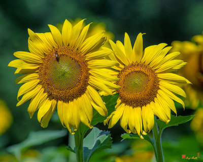 Common Sunflowers with Honey Bee (Helianthus annuus) (DFL0984)