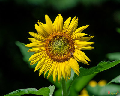 Common Sunflower with Honey Bee (Helianthus annuus) (DFL0985)