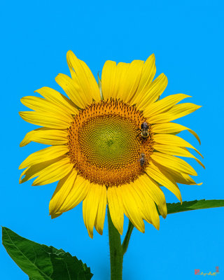 Common Sunflower with Honey Bee and Bumblebee (Helianthus annuus) (DFL0987)