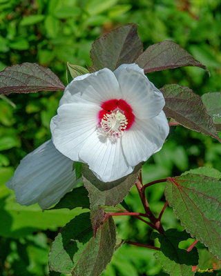 Crimson-eyed Rosemallow (Hibiscus moscheutos) (DFL0997)
