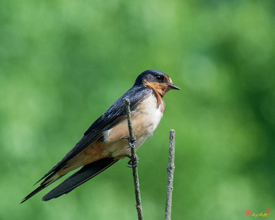 Male Barn Swallow (Hirundo rustica) (DSB0348)