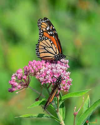 Monarch Butterflies (Danaus plexippus) (DIN0292)
