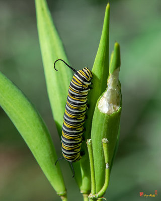Monarch Caterpillar (Danaus plexippus) (DIN0297)