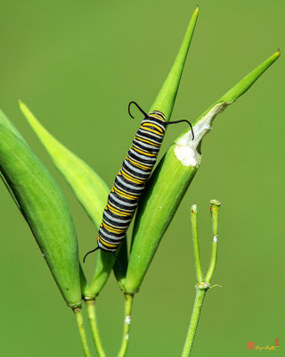 Monarch Caterpillar (Danaus plexippus) (DIN0298)
