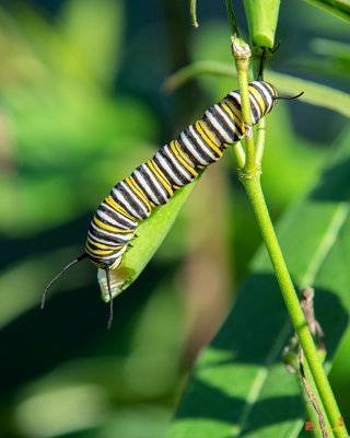 Monarch Caterpillar (Danaus plexippus) (DIN0299)