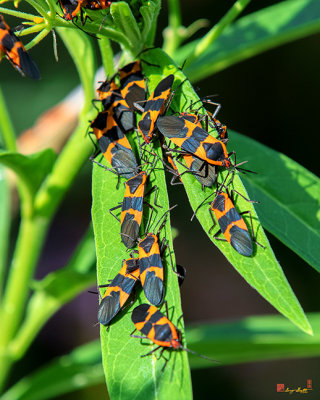 Large Milkweed Bug Adults (Oncopeltus fasciatus) (DIN0304)